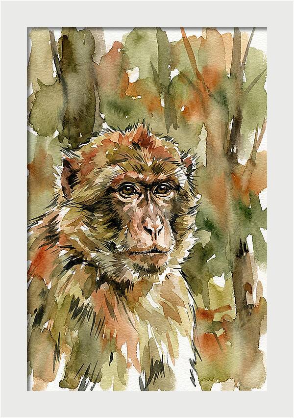 Macaque In Nature