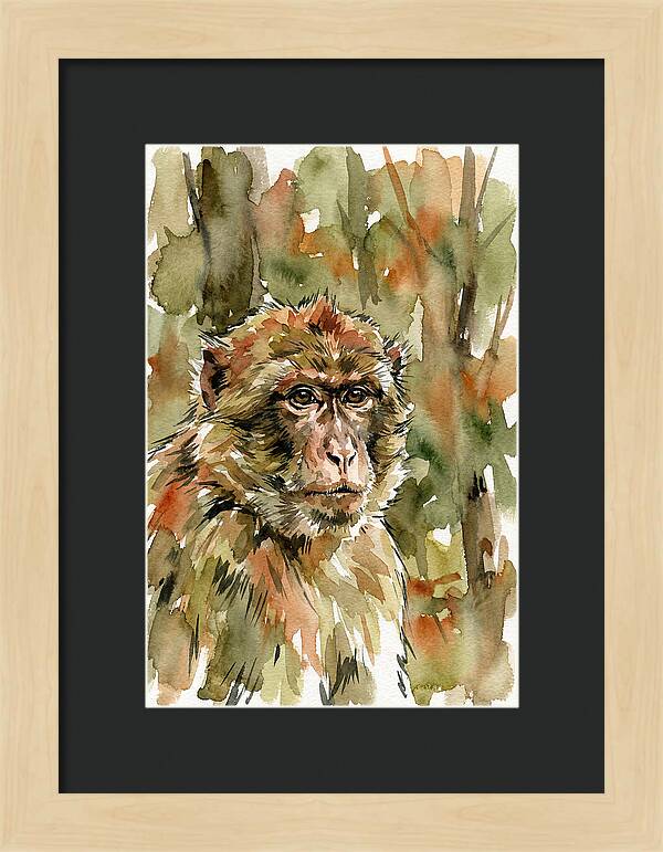 Macaque In Nature