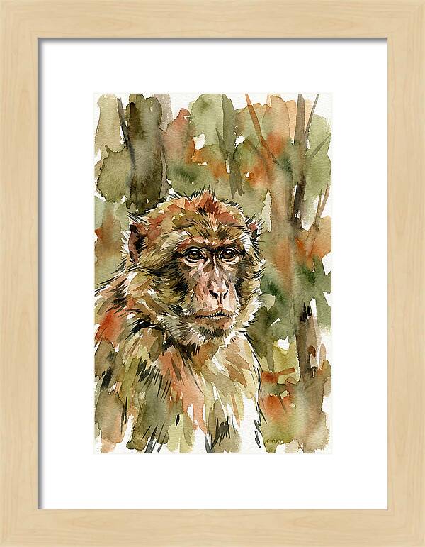 Macaque In Nature