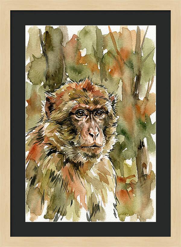Macaque In Nature