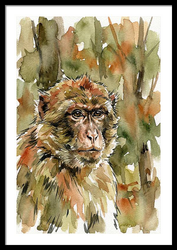 Macaque In Nature