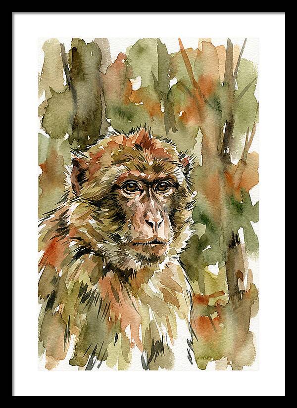 Macaque In Nature