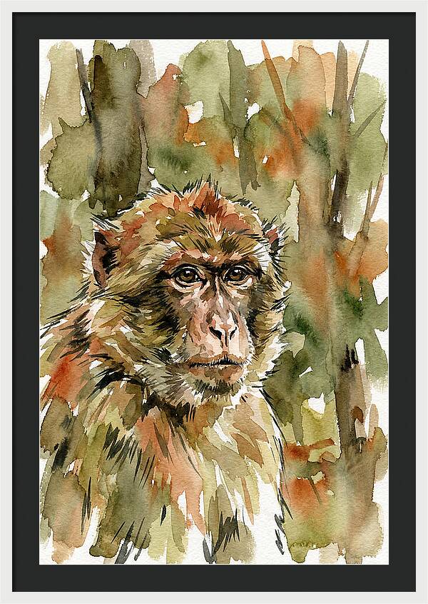 Macaque In Nature