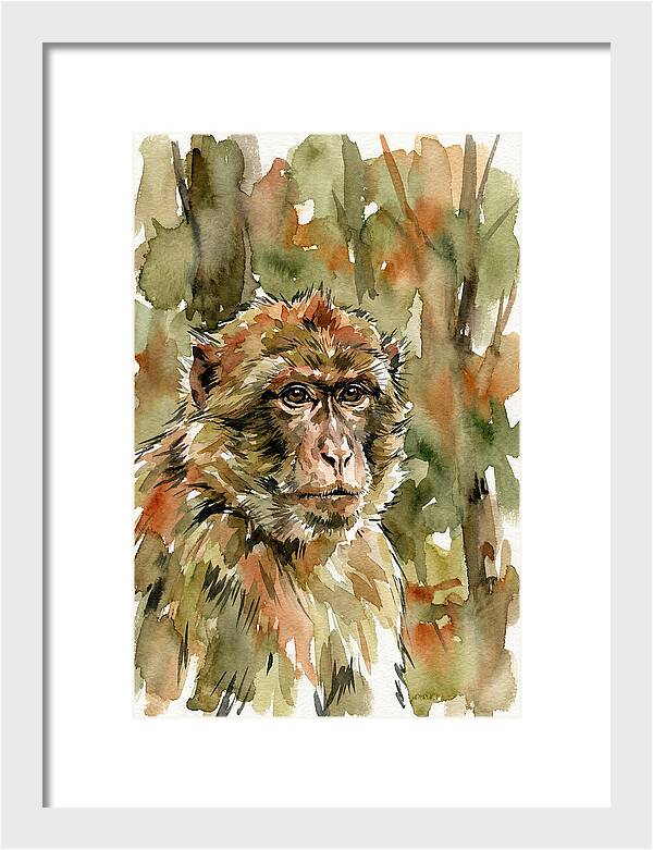 Macaque In Nature