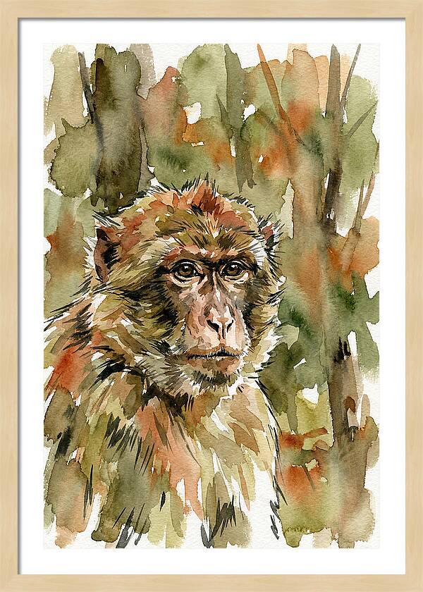 Macaque In Nature