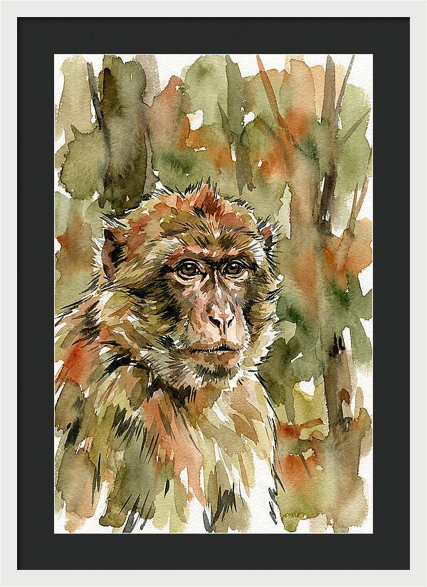 Macaque In Nature