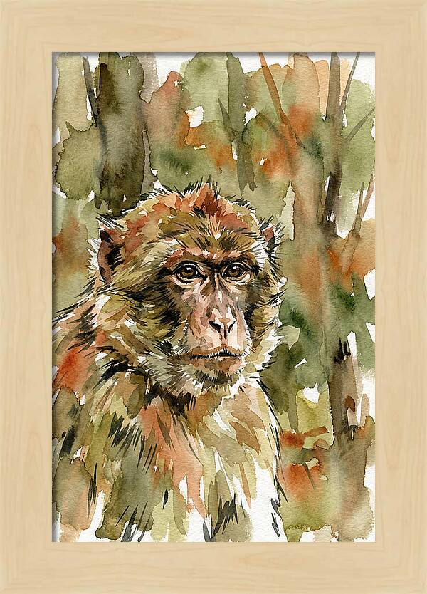 Macaque In Nature