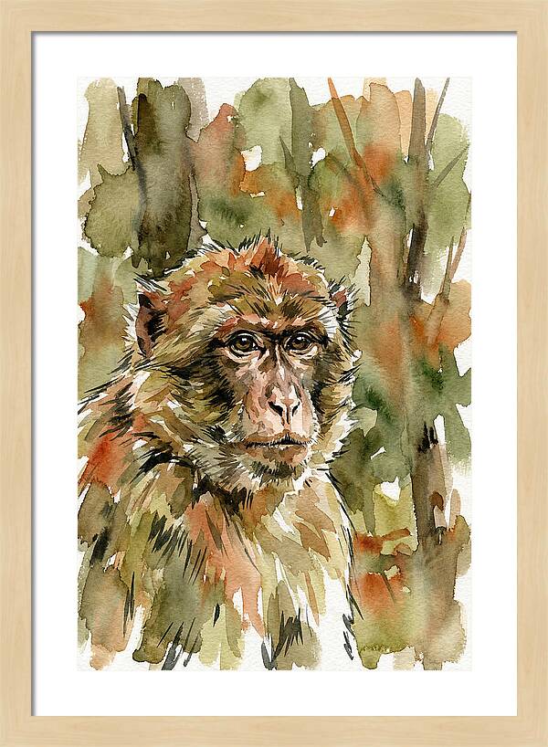 Macaque In Nature