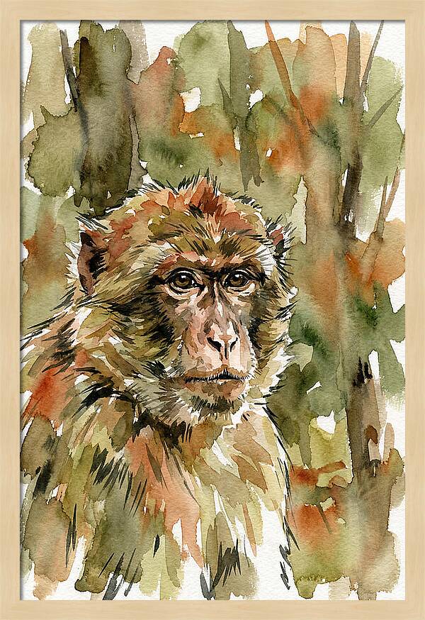 Macaque In Nature