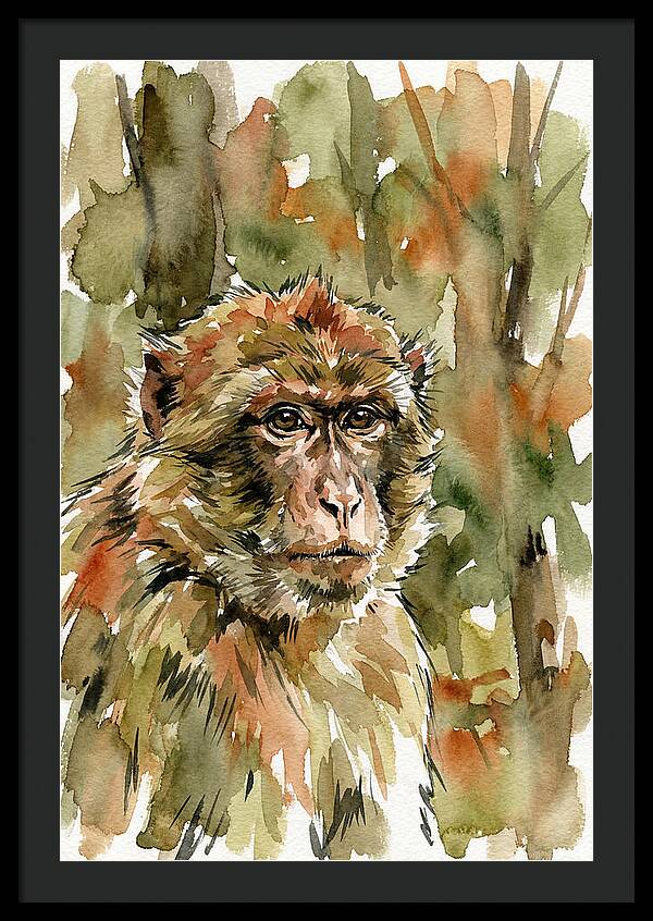 Macaque In Nature