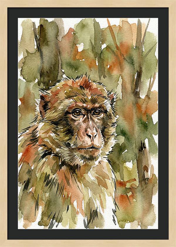 Macaque In Nature