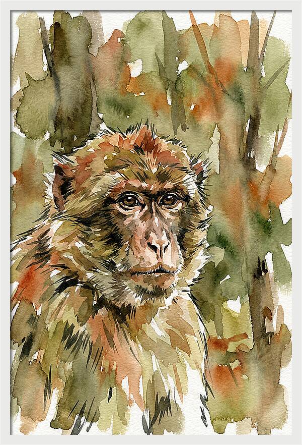 Macaque In Nature