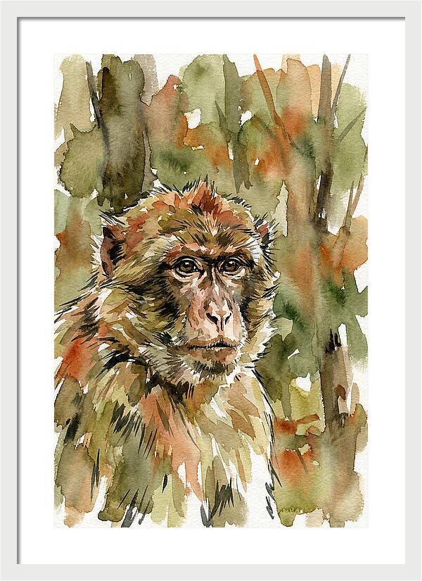 Macaque In Nature