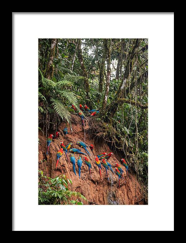 Macaw Gathering At Clay Lick