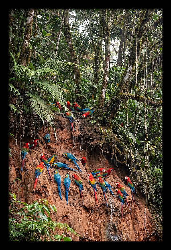 Macaw Gathering At Clay Lick