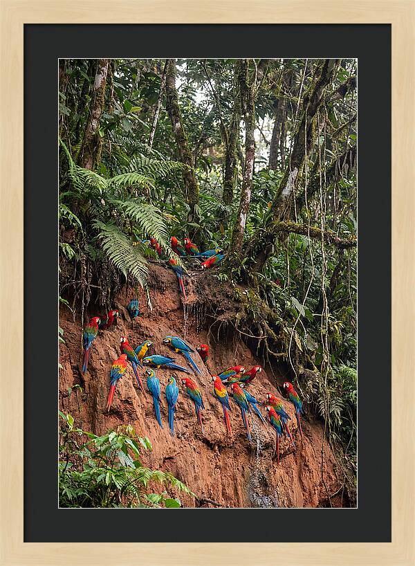 Macaw Gathering At Clay Lick