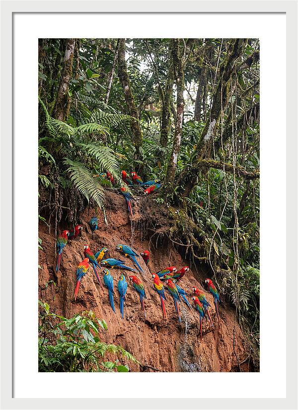 Macaw Gathering At Clay Lick