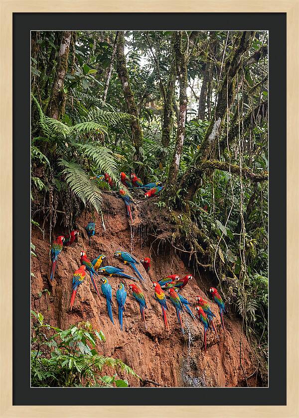 Macaw Gathering At Clay Lick