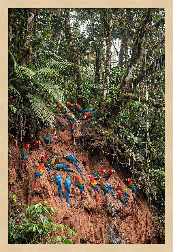 Macaw Gathering At Clay Lick