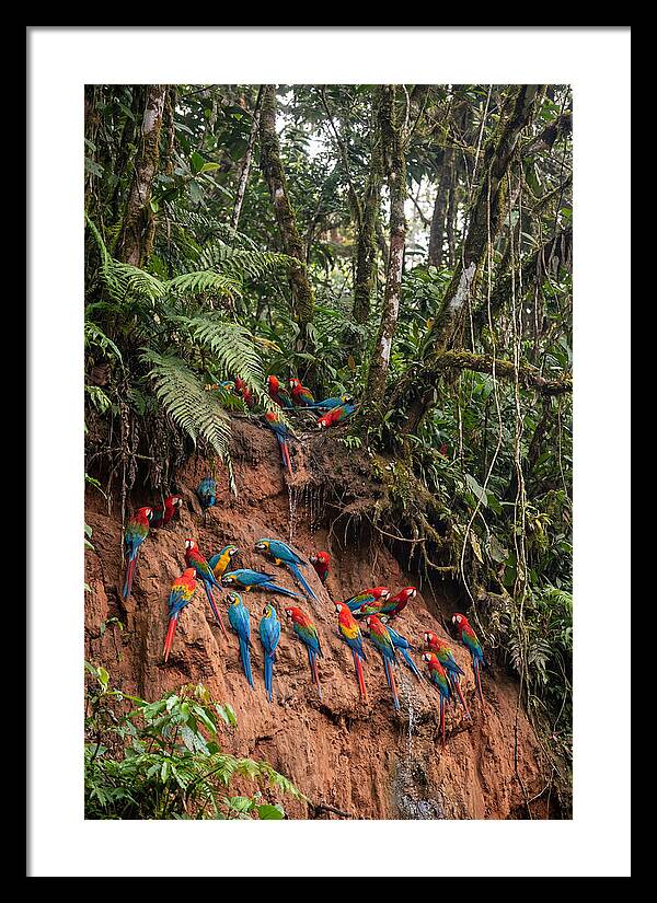 Macaw Gathering At Clay Lick