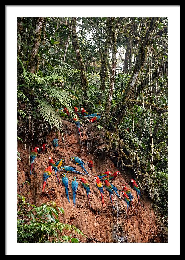 Macaw Gathering At Clay Lick