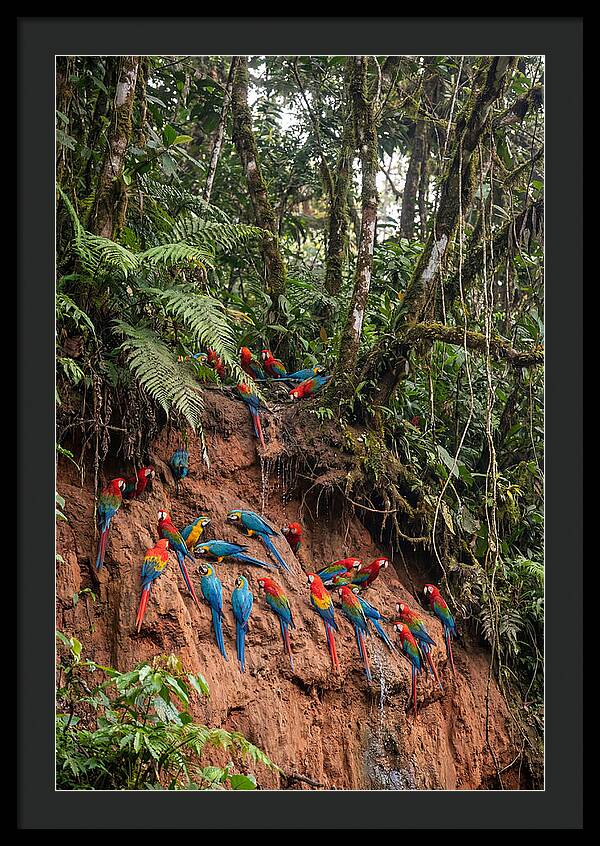 Macaw Gathering At Clay Lick
