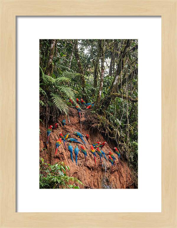 Macaw Gathering At Clay Lick