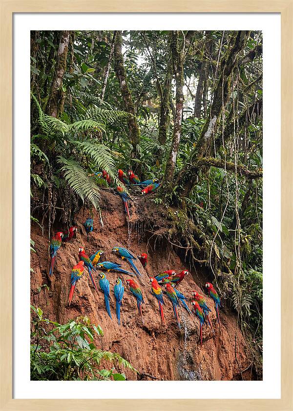 Macaw Gathering At Clay Lick