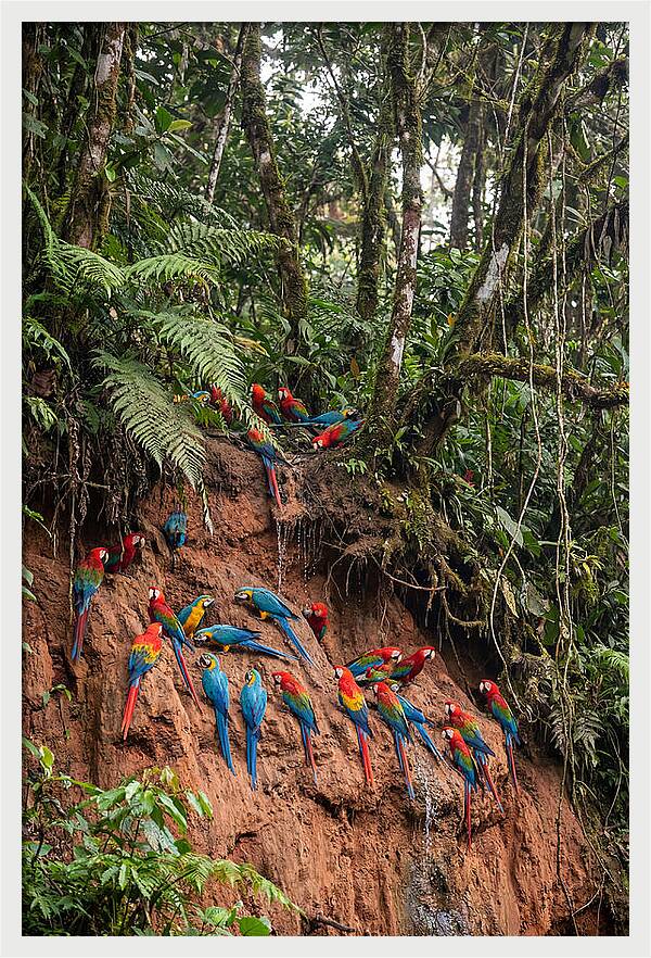 Macaw Gathering At Clay Lick