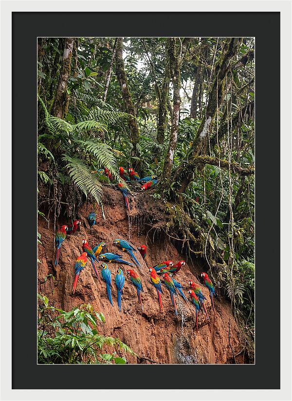 Macaw Gathering At Clay Lick