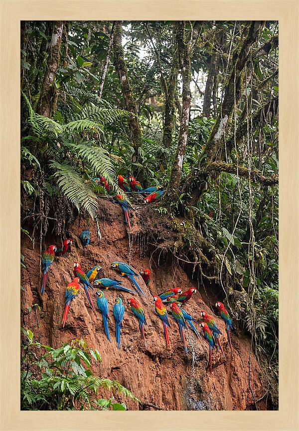 Macaw Gathering At Clay Lick
