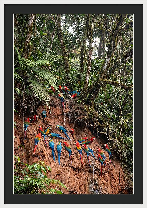Macaw Gathering At Clay Lick