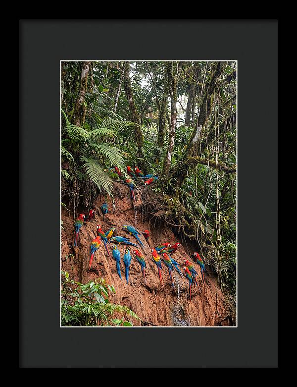Macaw Gathering At Clay Lick