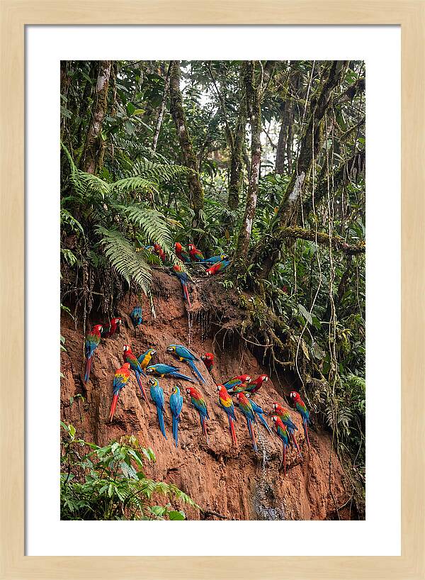 Macaw Gathering At Clay Lick