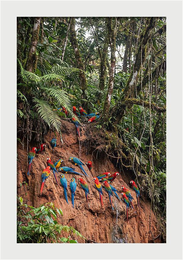 Macaw Gathering At Clay Lick
