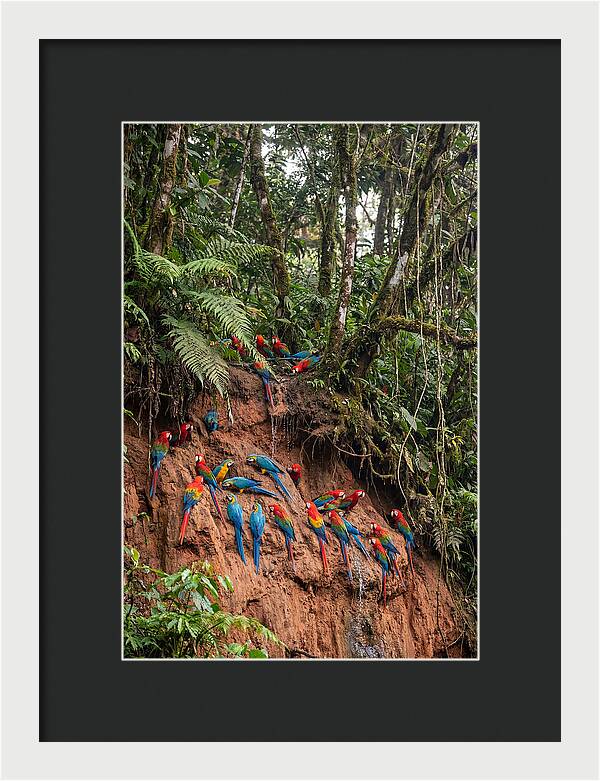 Macaw Gathering At Clay Lick