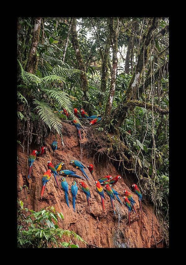 Macaw Gathering At Clay Lick