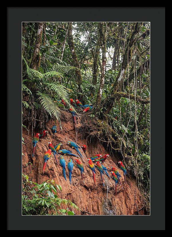 Macaw Gathering At Clay Lick
