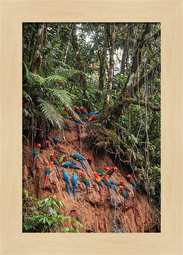 Macaw Gathering At Clay Lick
