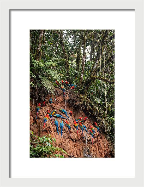 Macaw Gathering At Clay Lick