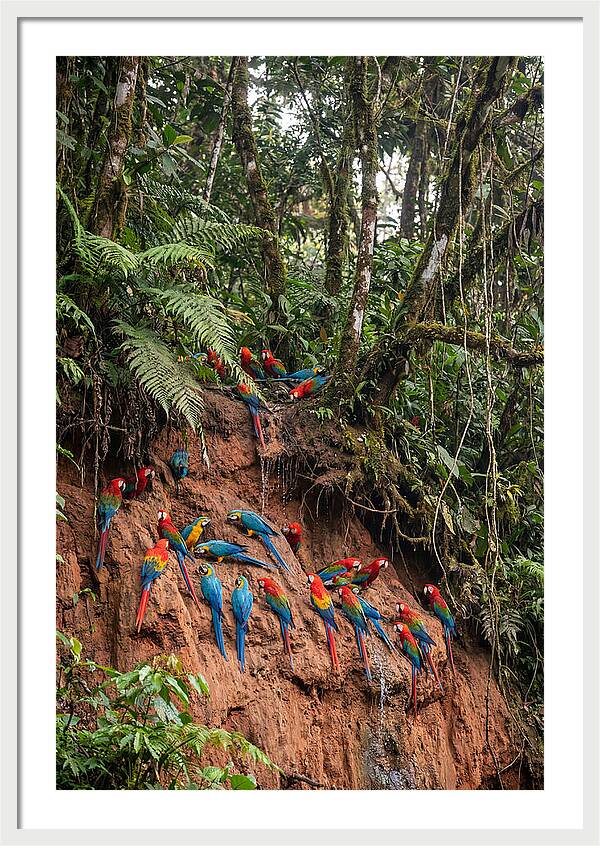Macaw Gathering At Clay Lick