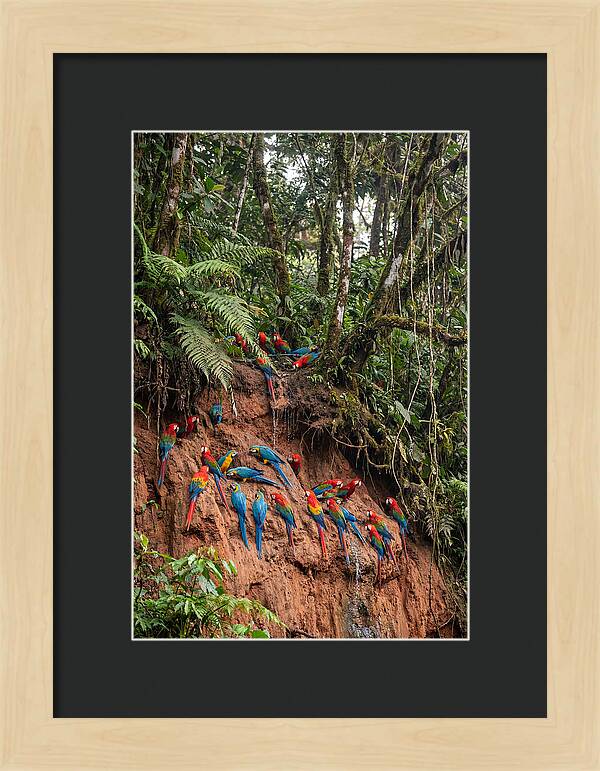 Macaw Gathering At Clay Lick