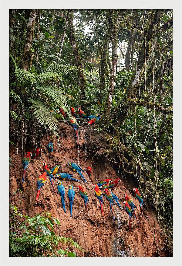 Macaw Gathering At Clay Lick