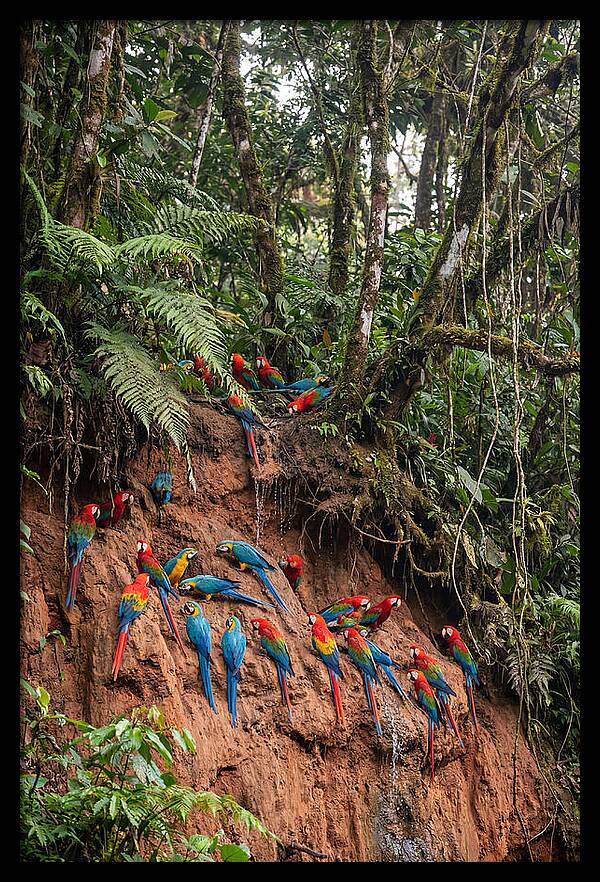 Macaw Gathering At Clay Lick