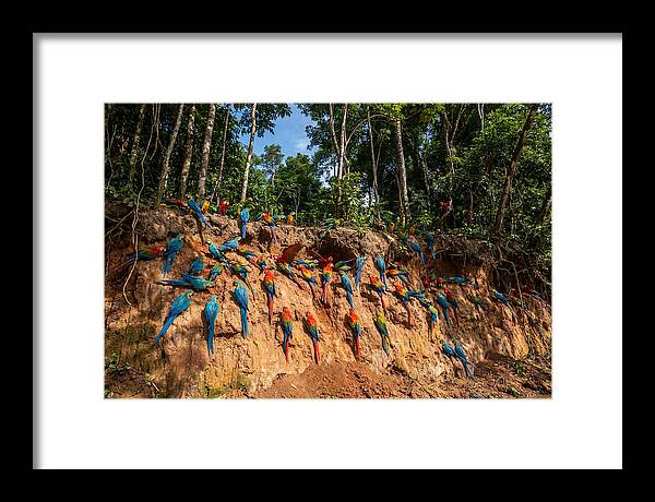 Macaws At The Clay Lick