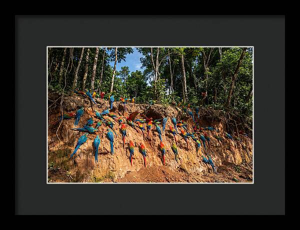 Macaws At The Clay Lick