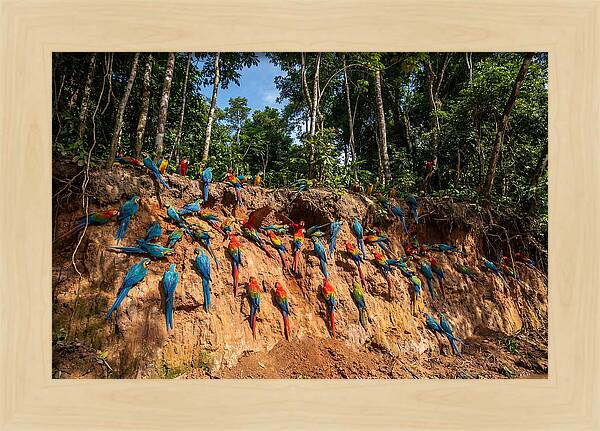 Macaws At The Clay Lick