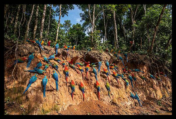 Macaws At The Clay Lick