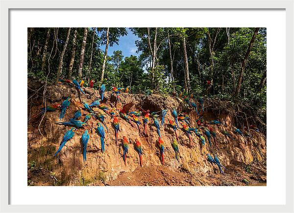 Macaws At The Clay Lick