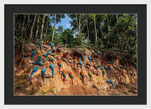 Macaws At The Clay Lick